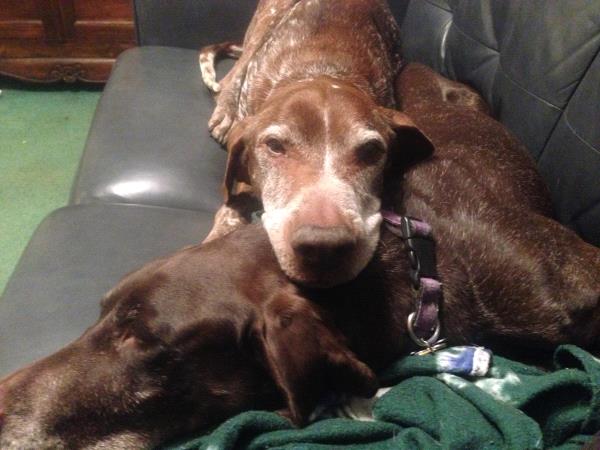 /Images/uploads/Southeast German Shorthaired Pointer Rescue/segspcalendarcontest2018/entries/8741thumb.jpg